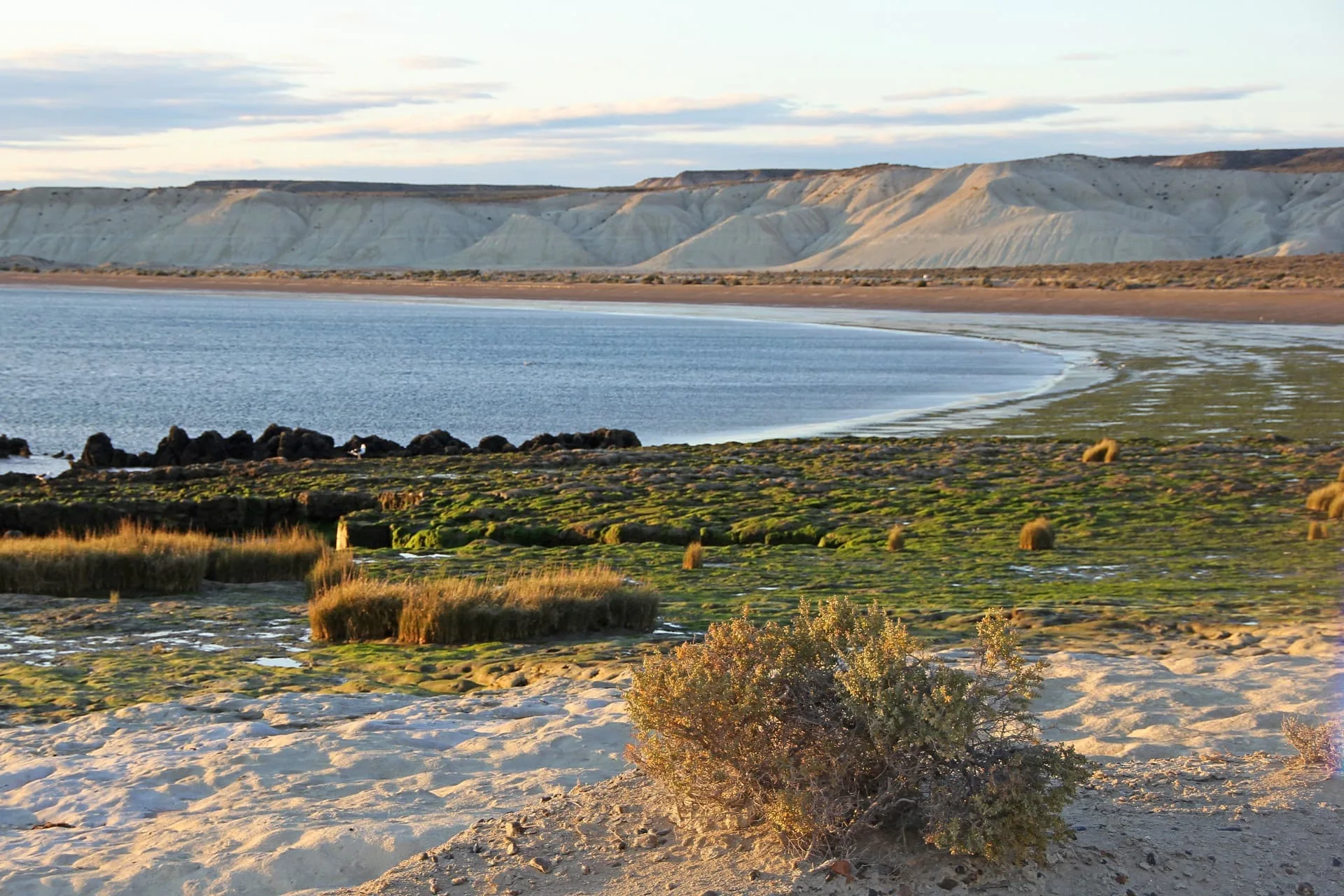 Fauna e paesaggi della costa patagonica
