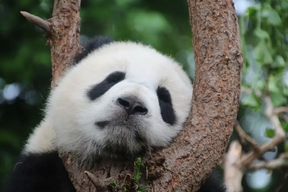 Un panda gigante