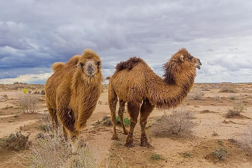 Cammelli nel deserto Kyzyl Kum